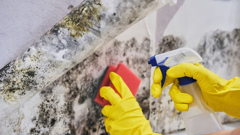 Attic Mold Remediation in Fort Worth, TX