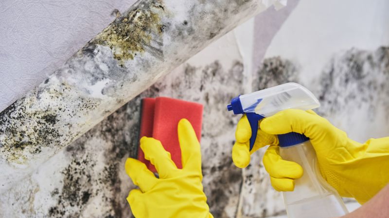 Basement Mold Removal in Bergen County, NJ