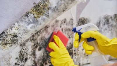 Mold Abatement in Boynton Beach, FL