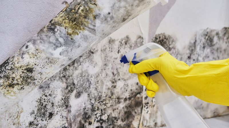 Mold Abatement in Dallas, TX