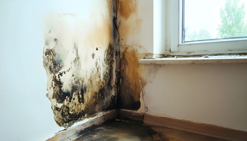 Mold Remediation Service in Fort Worth, TX