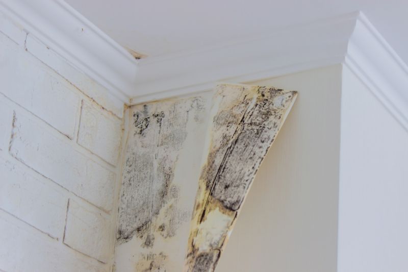 Mold Treatment Service in Fort Worth, TX